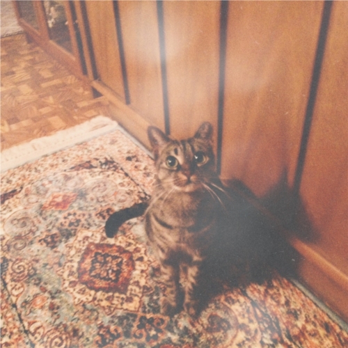 Honey Cat_2.jpg