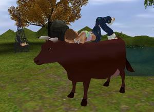 red devon cow.jpg
