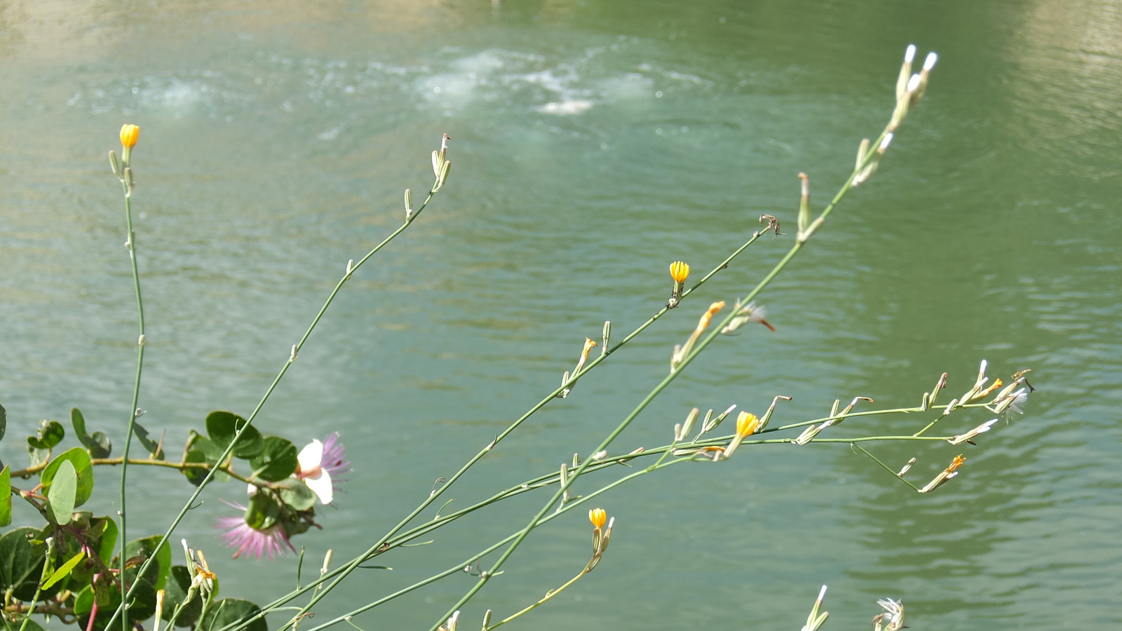 DSCF0842.jpg