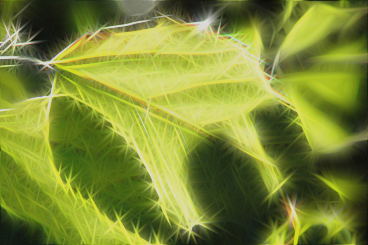 2004-10-15-hibiscus-leaf_rodilius.jpg