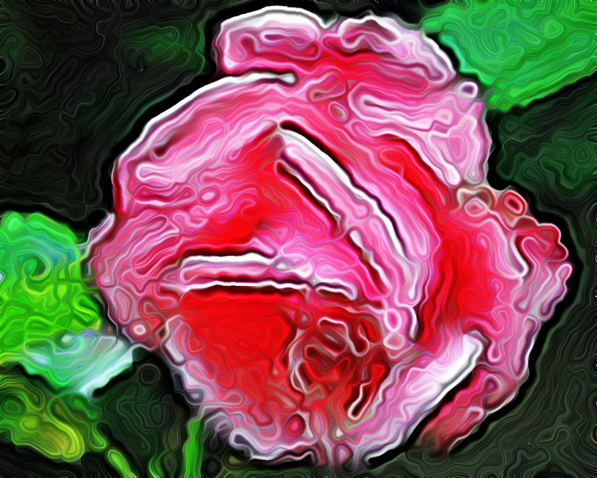 rosas-enxertadas-final outcome-Issa.JPG