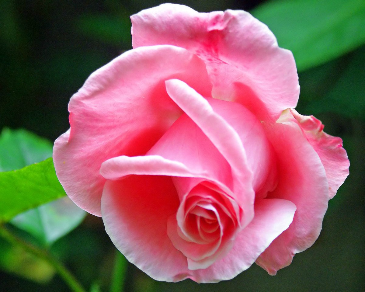rosas-enxertadas-.jpg