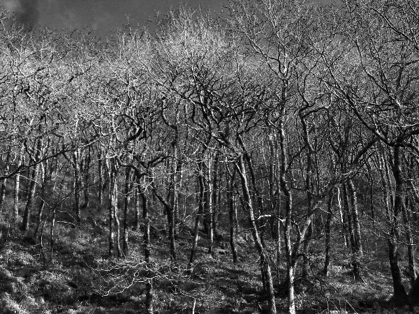 P1260104_sml_ir.jpg