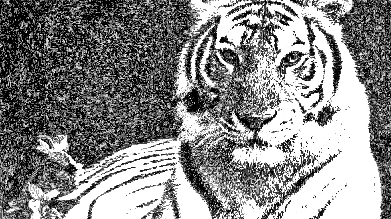 1366_Tiger-Engrave.jpg