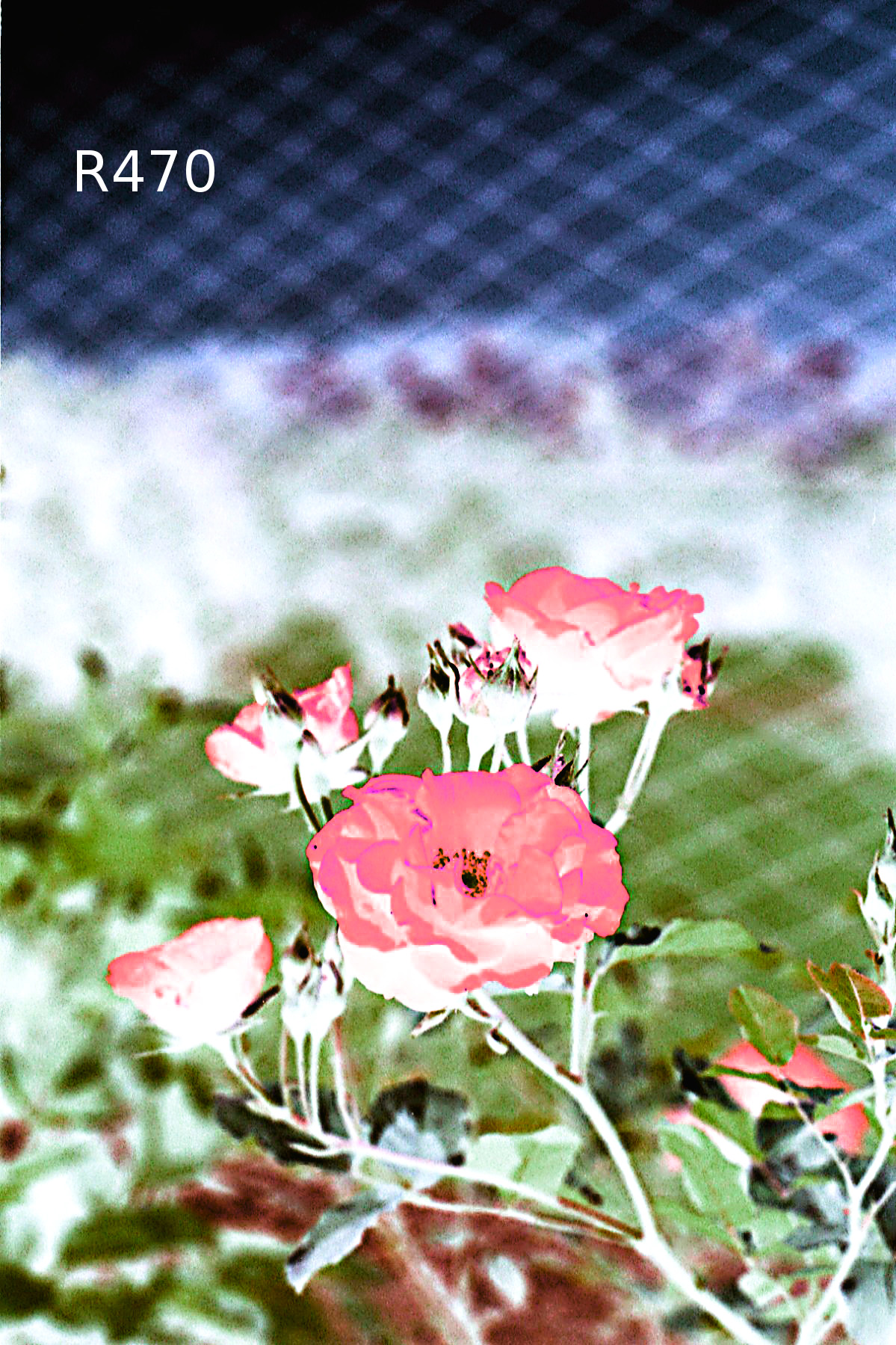 originali 721_YCC_LumaInvert-470.jpg