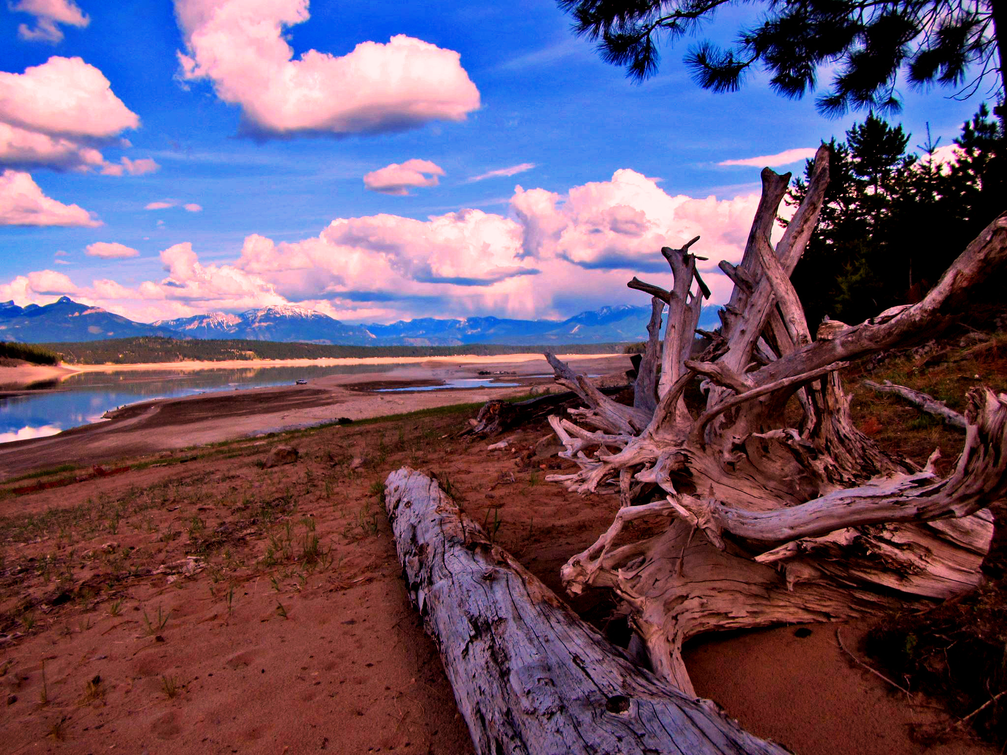 3612_tree_trunk-in morning atmosphere.jpg