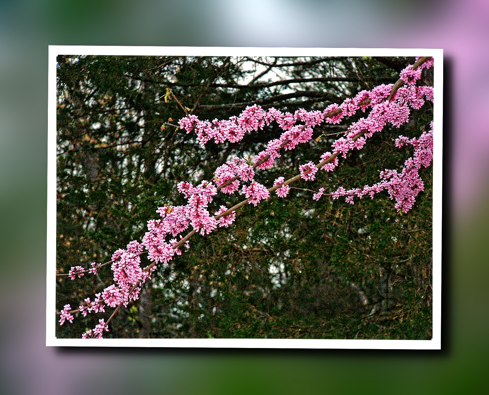 3494_redbud flowers-dn2.JPG