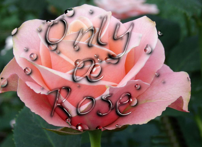 pink-roses-gmicdrops.png