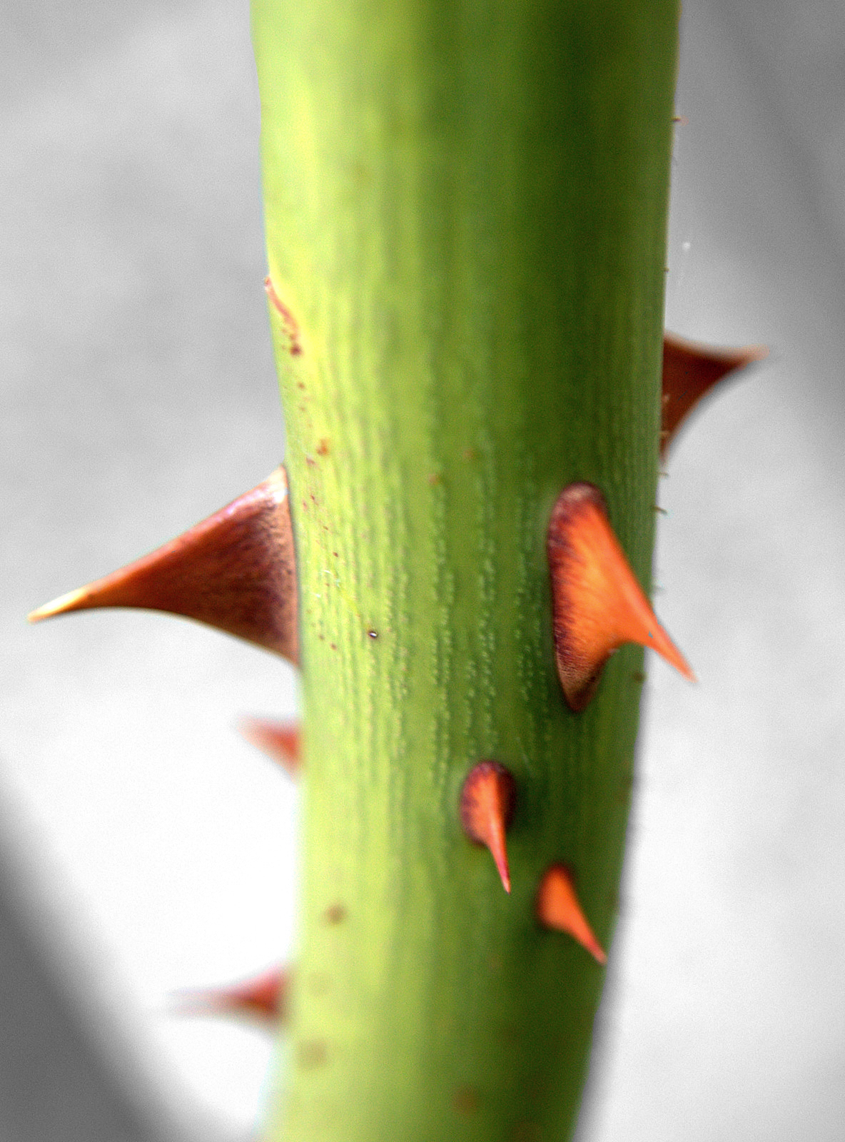 macro.jpg