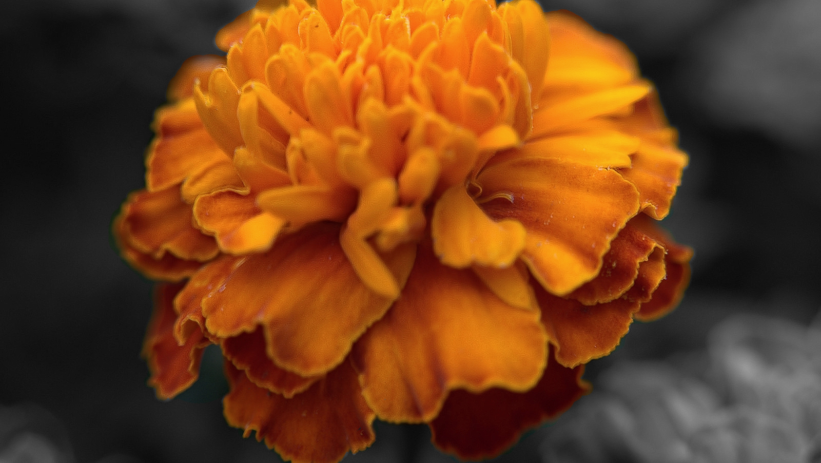 orange flower.jpg