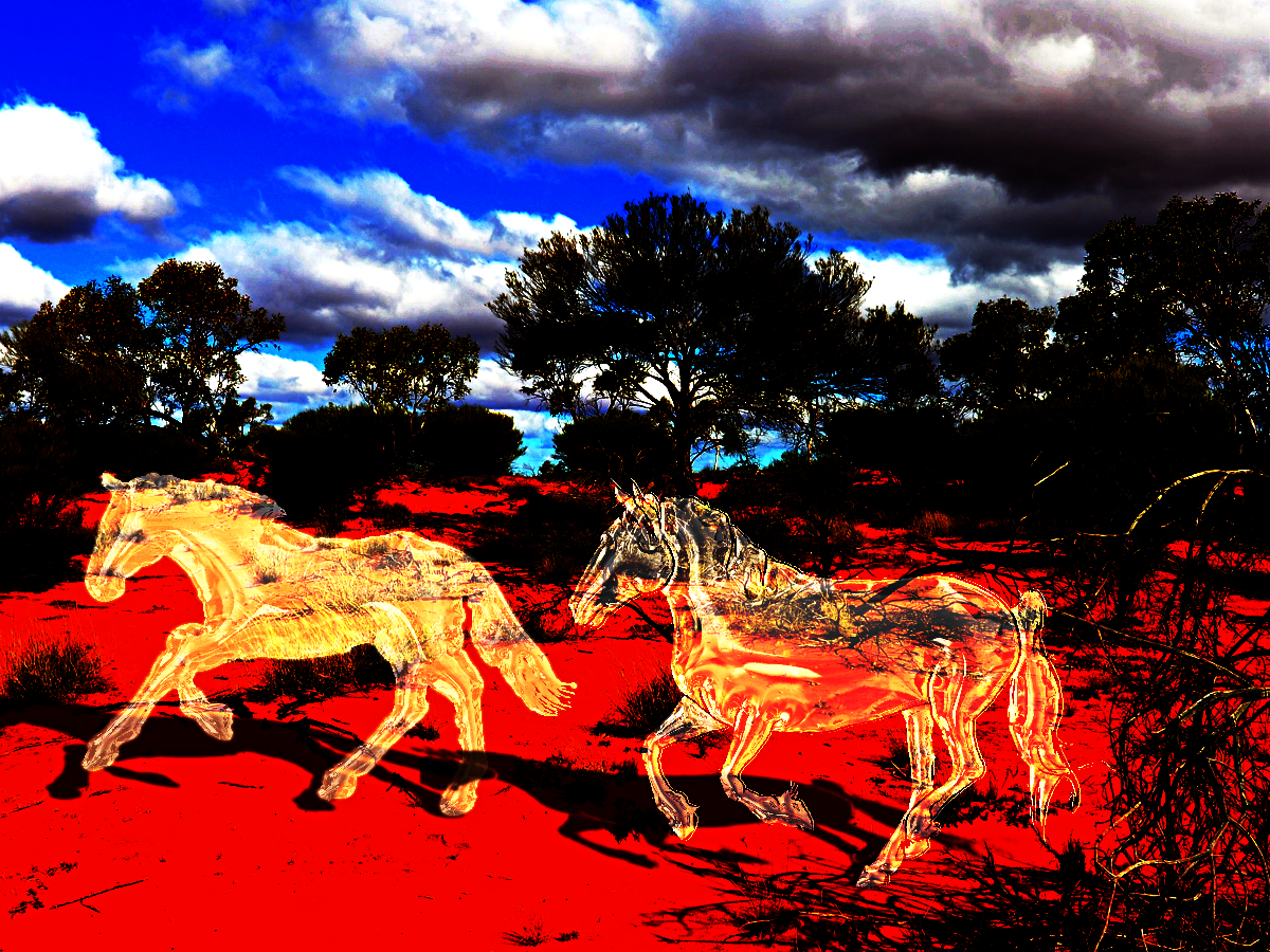 starter-brumbies-first try.png