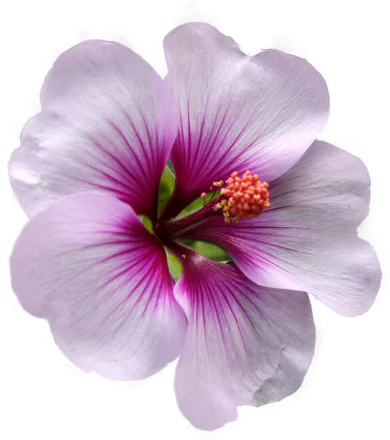 fp030407-20_ext.png