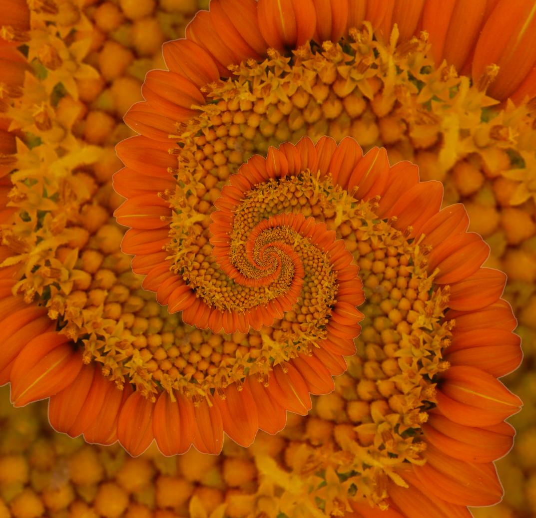 Tithonia_dst.png