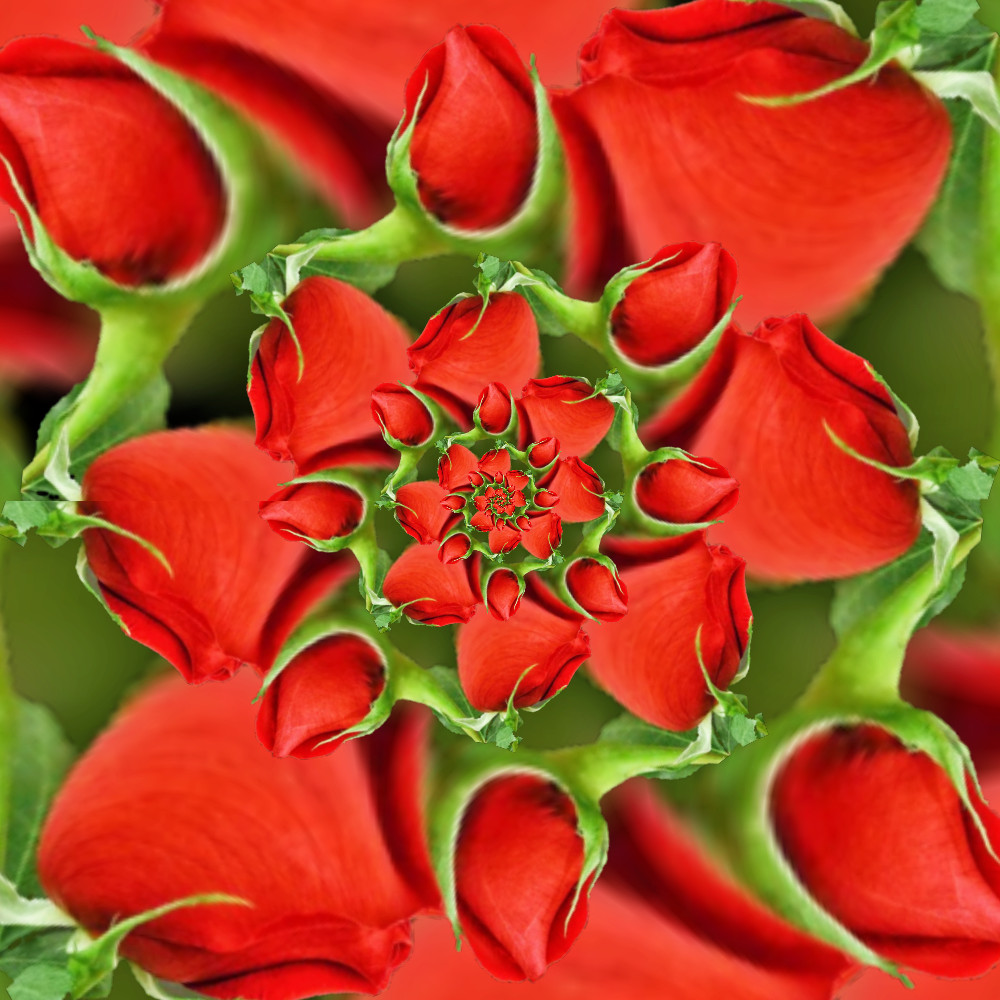Roses-Continuous Droste.JPG