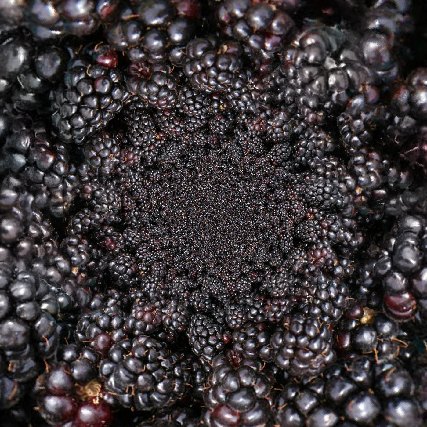 Blackberries.jpg