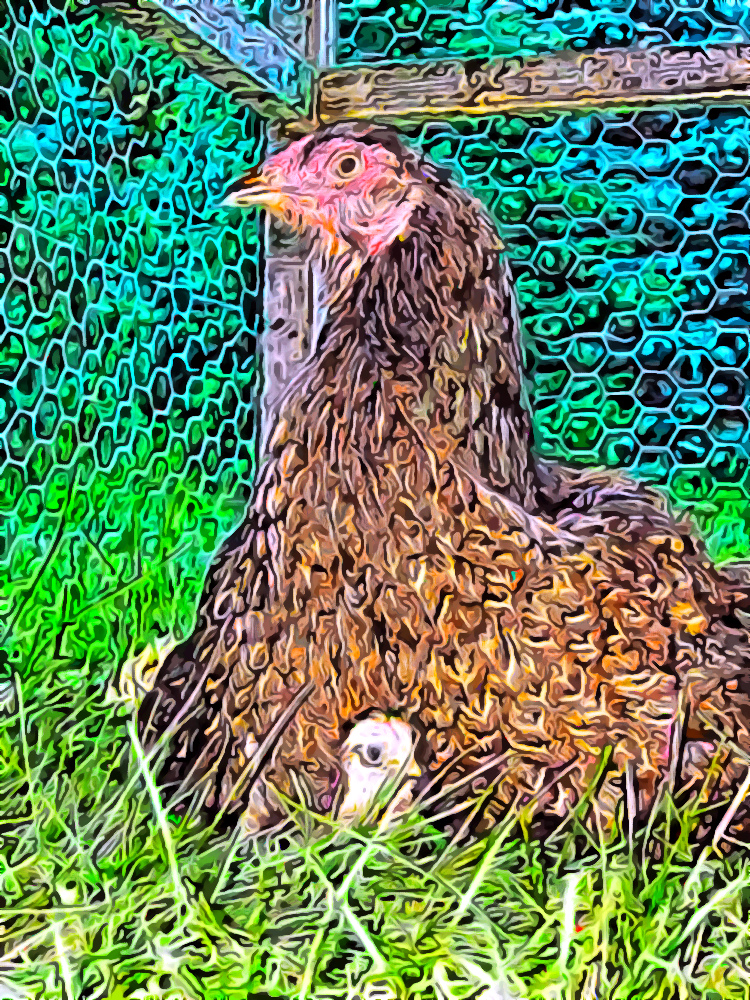 momma and baby chicks 3.jpg