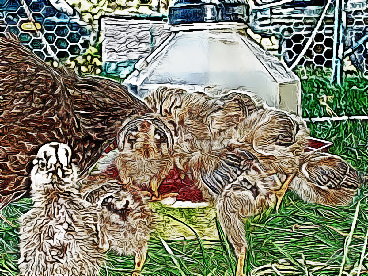 chickies%20003.jpg