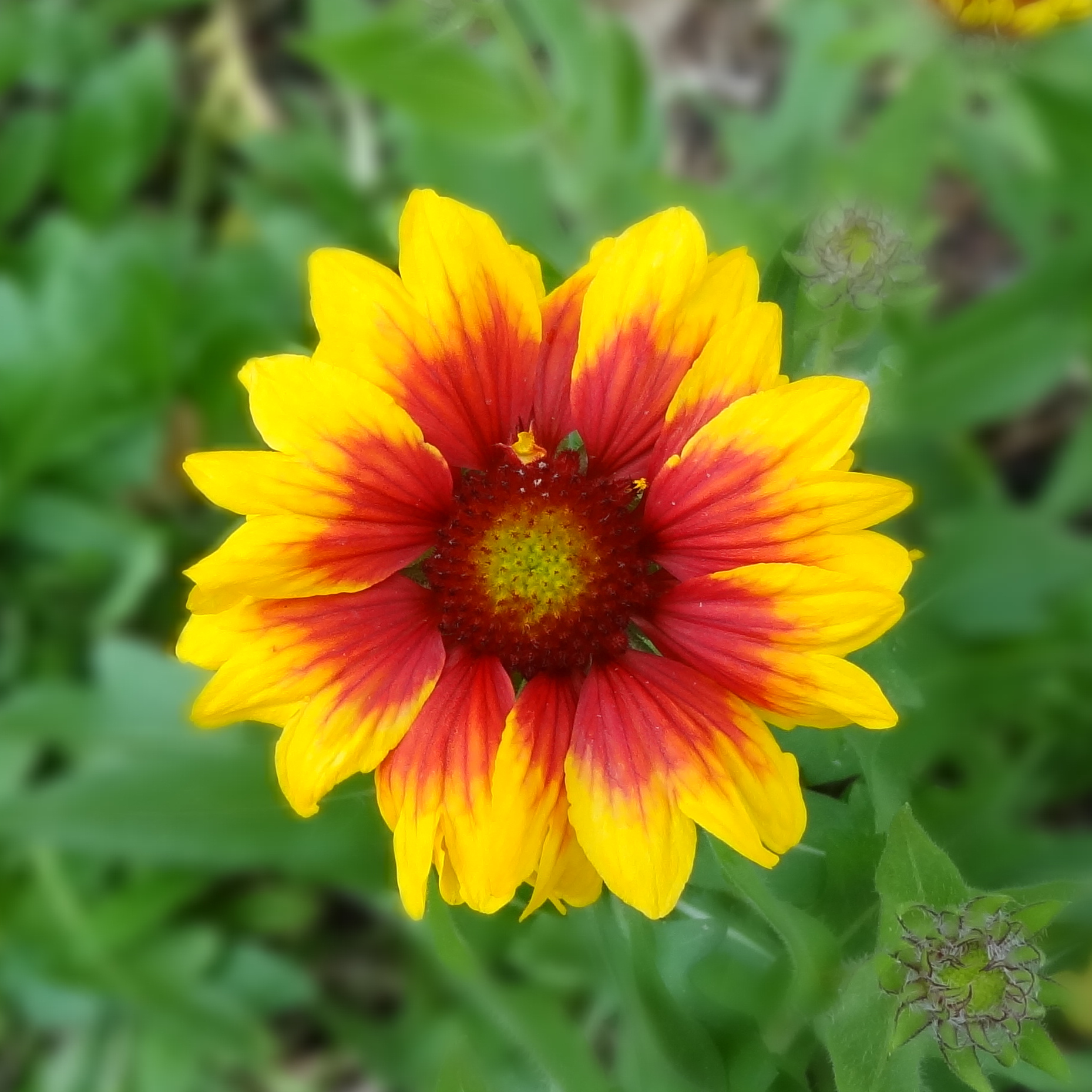DSC01753_Crop.JPG