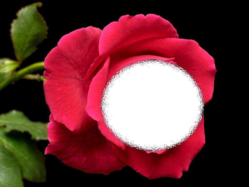 red-rose-1024x768-texturized-over-white.jpg