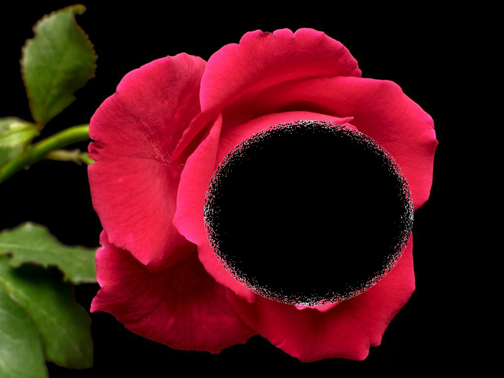 red-rose-1024x768-texturized-over-black.jpg