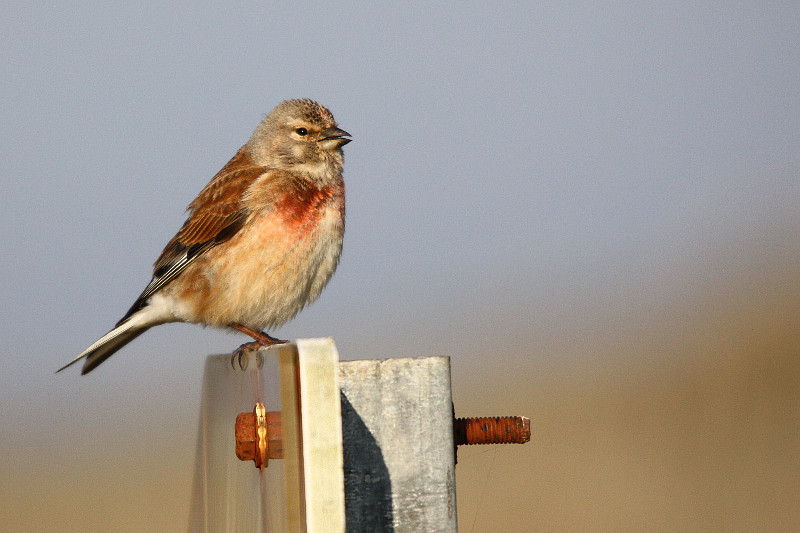 Linotte+Canon+Sigma.JPG