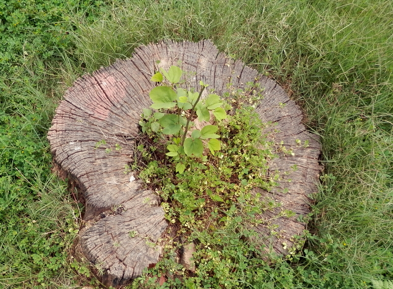Tree Stump.jpg