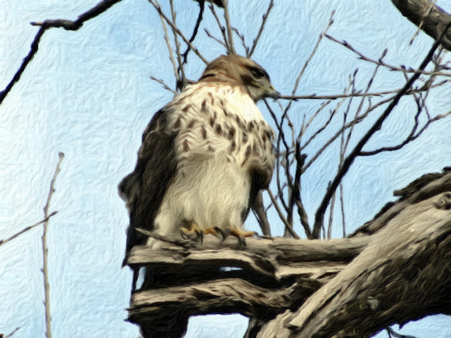 DSC02472_1.JPG