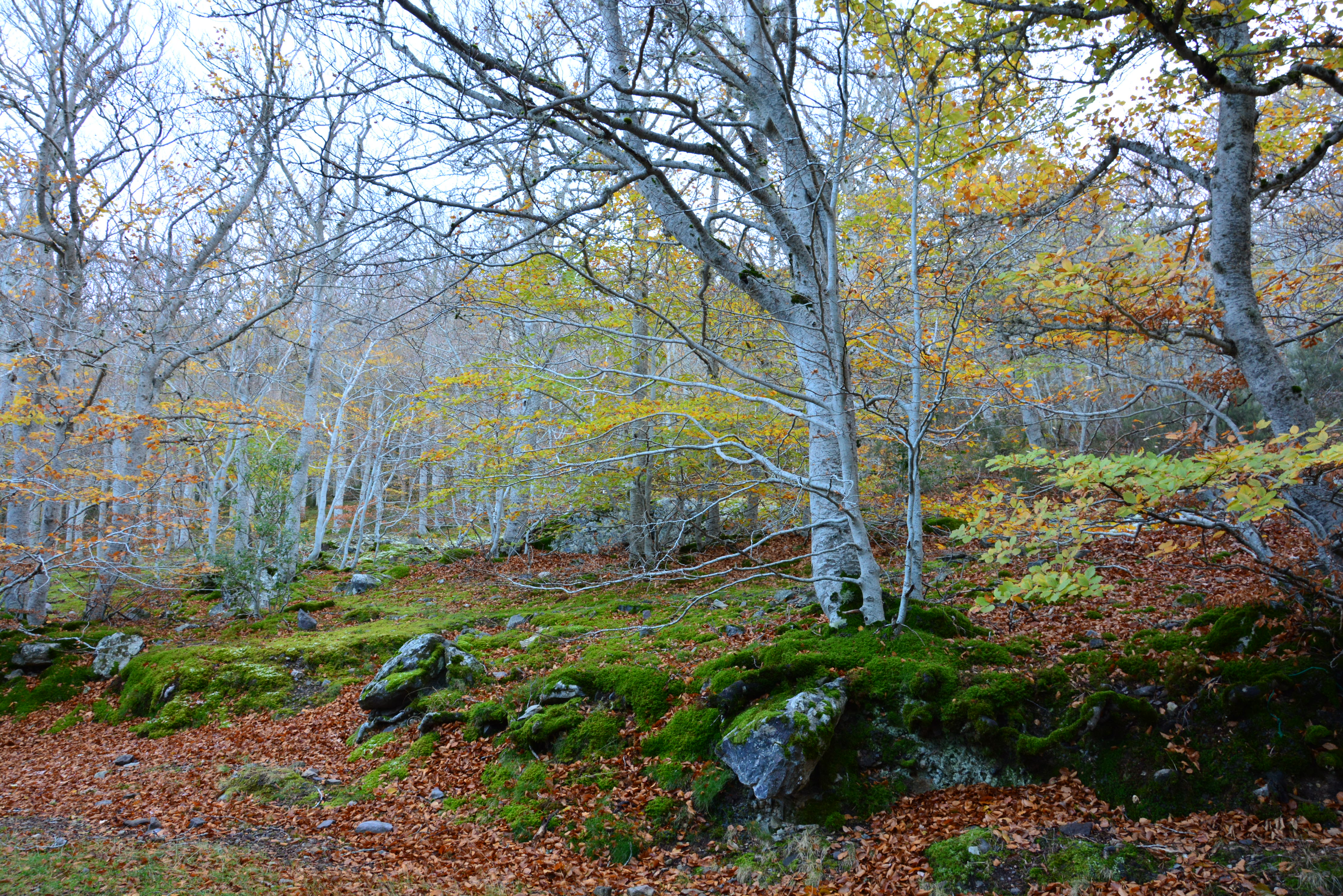DSC_0096.JPG