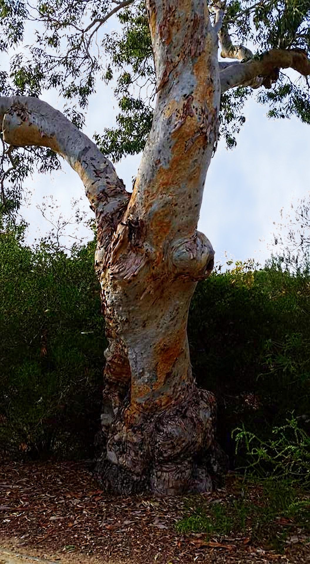 1831_gum%20tree%20at%20forestville%20reserve%202016-dn1.jpg