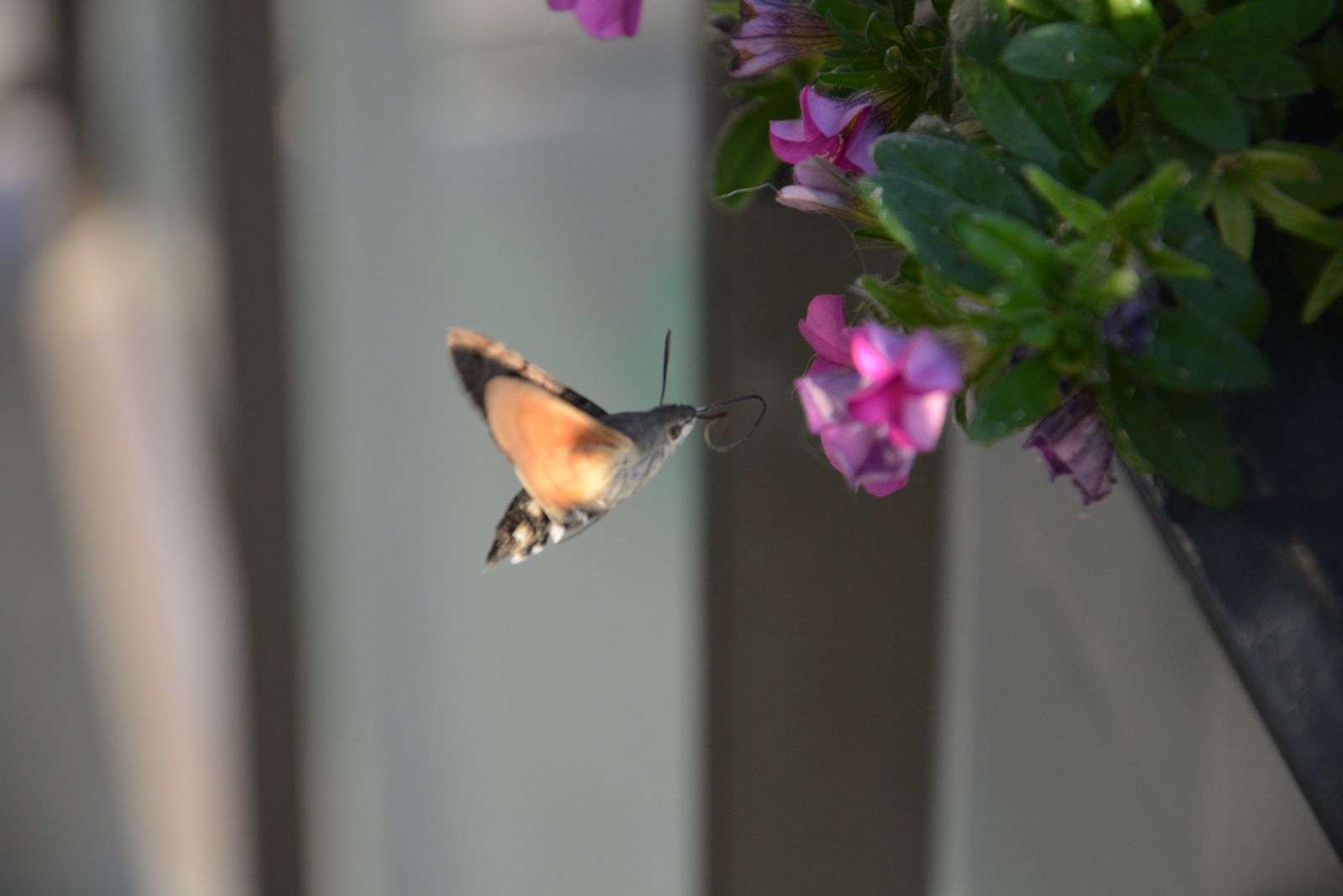 DSC_0114.JPG