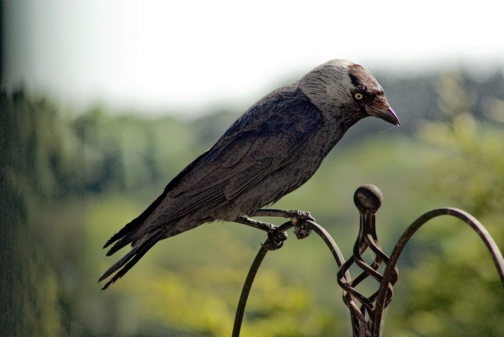 bird.jpg