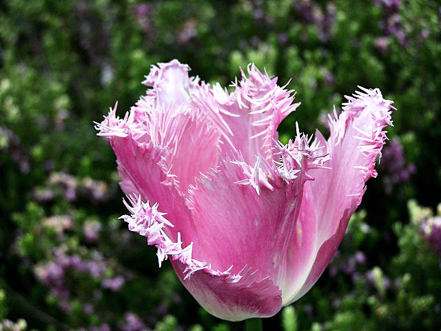 FringedTulipNatGeoEffect.jpg