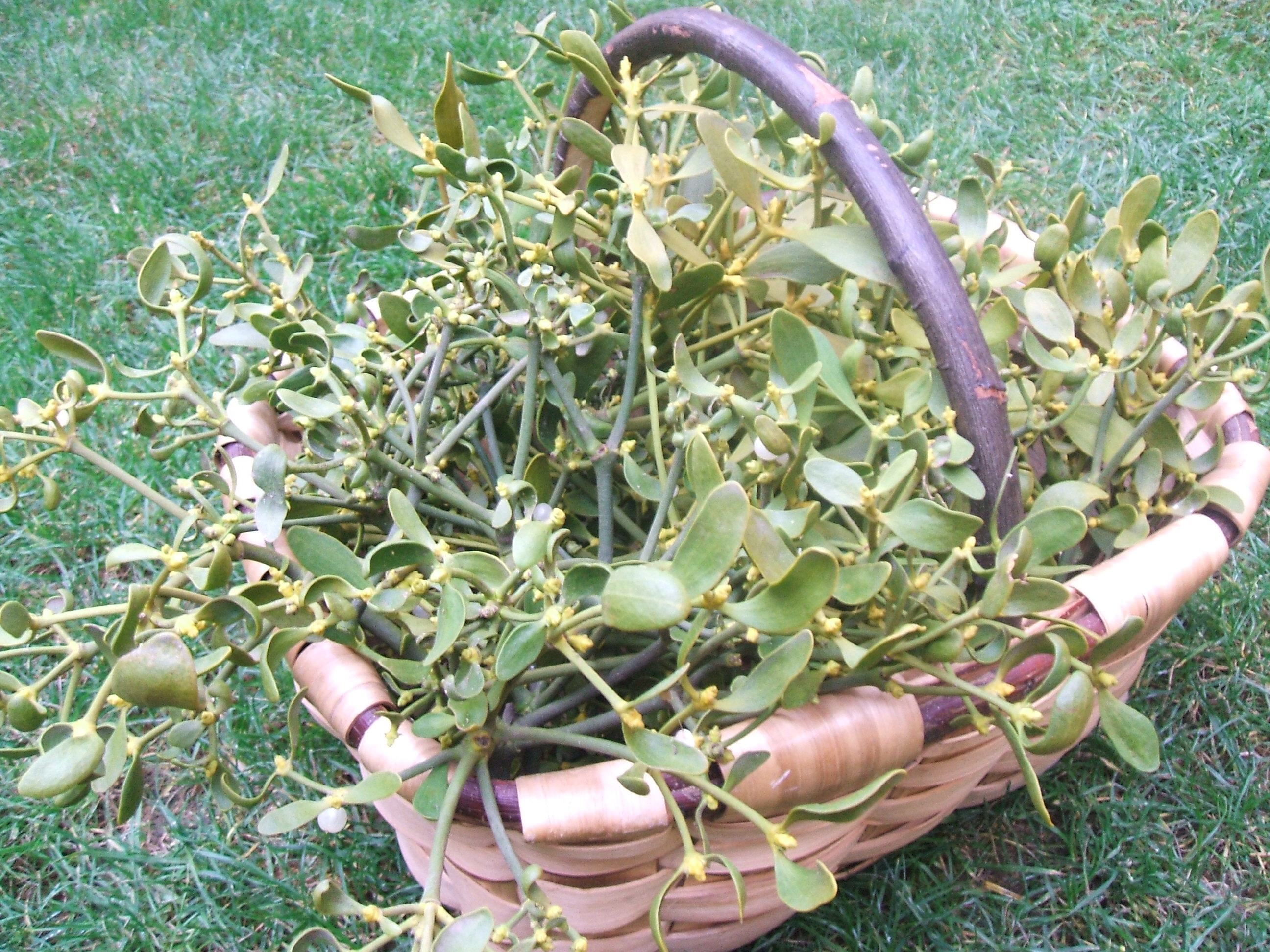DSCF7610.JPG