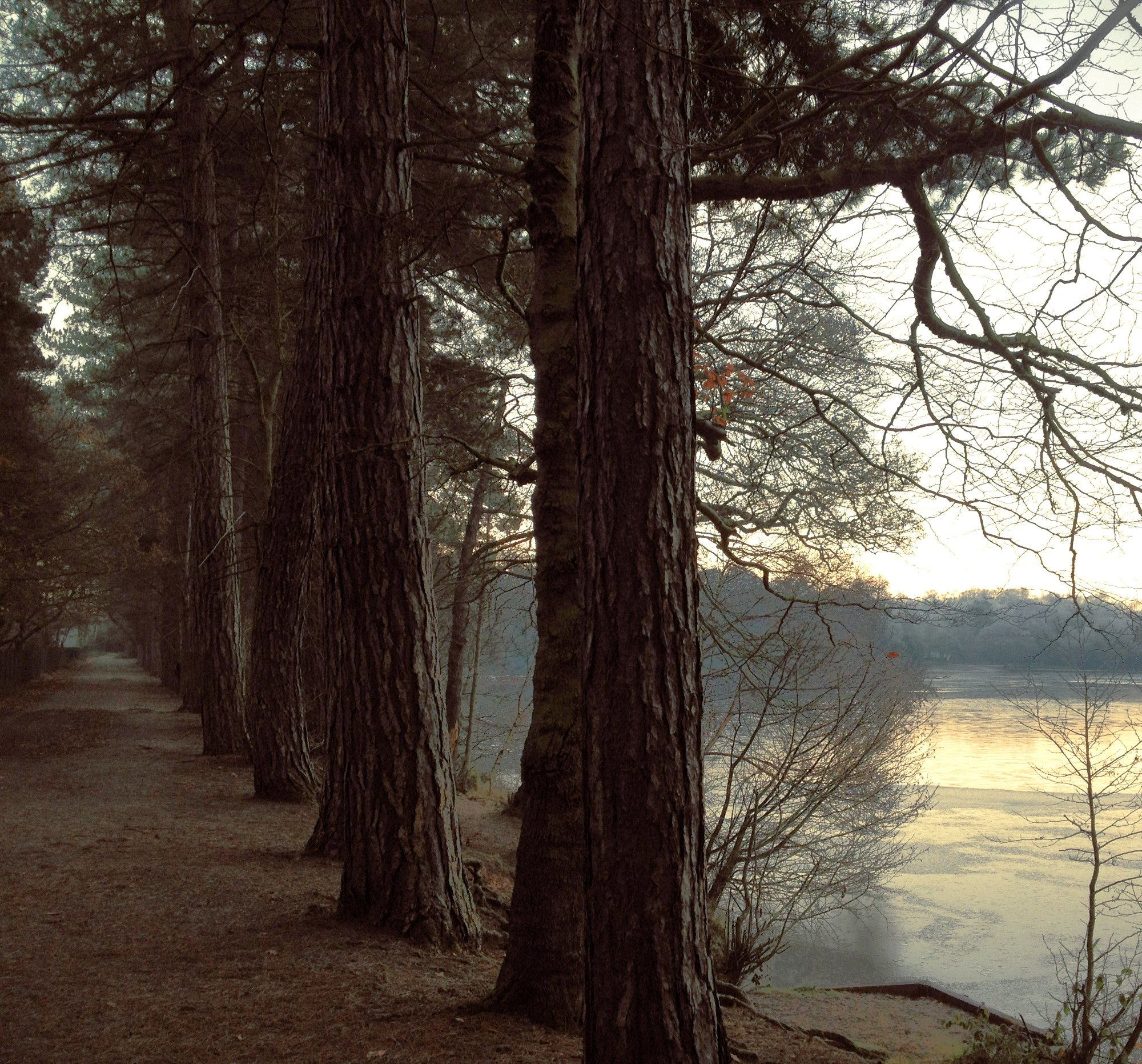 trees.JPG
