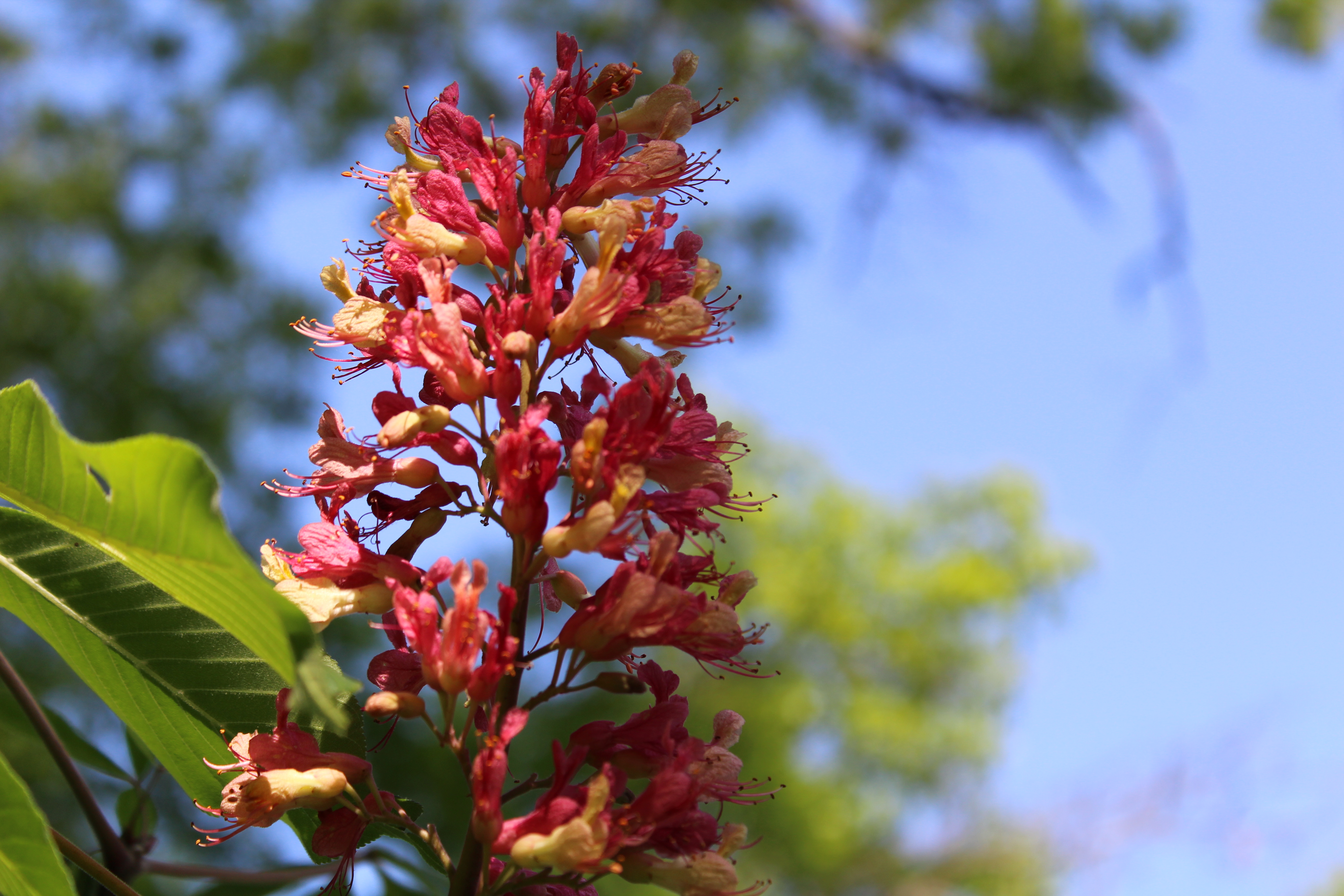 2016-05-23 flowerinpark.jpg