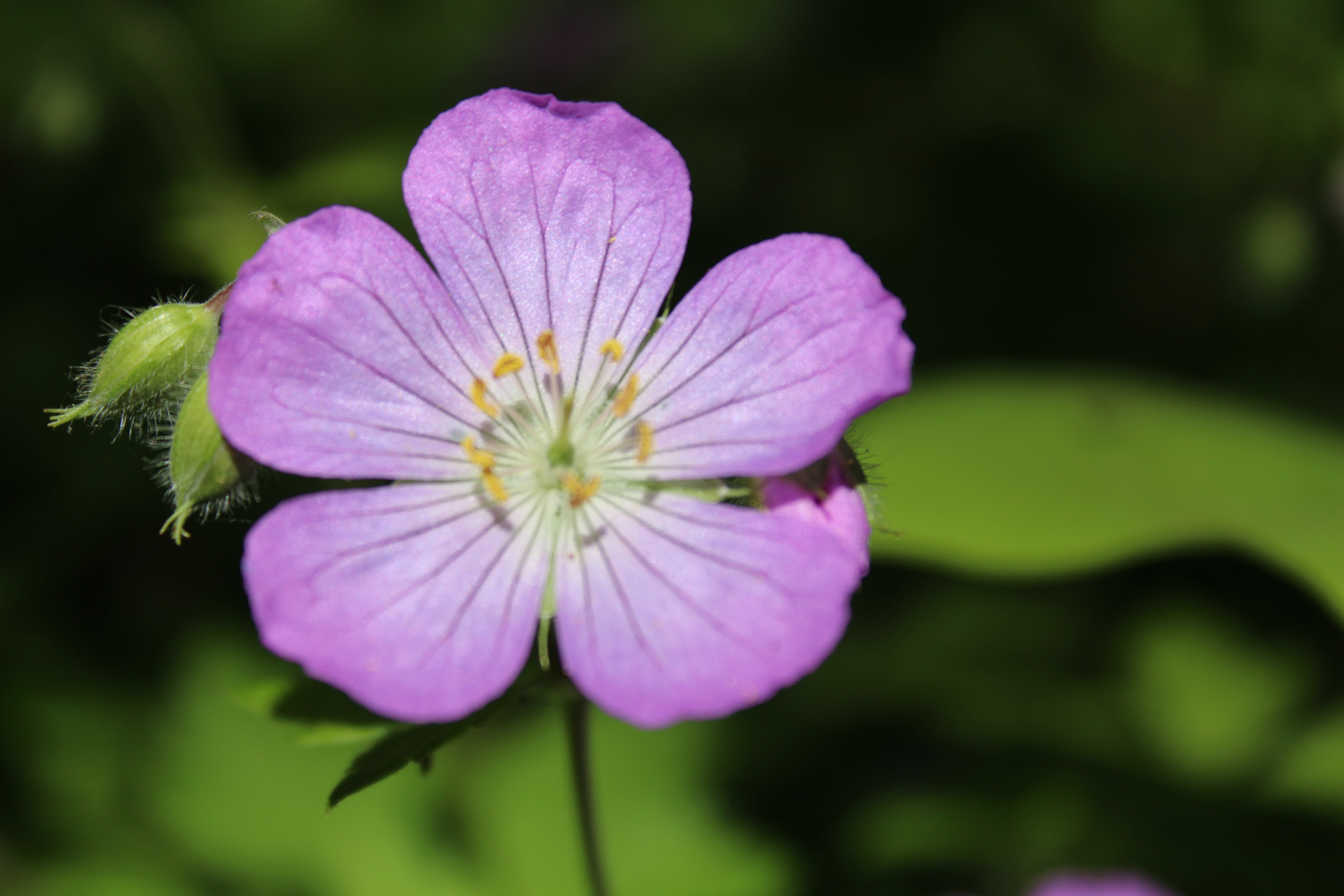2016-05-23 flowermacroinpark.jpg