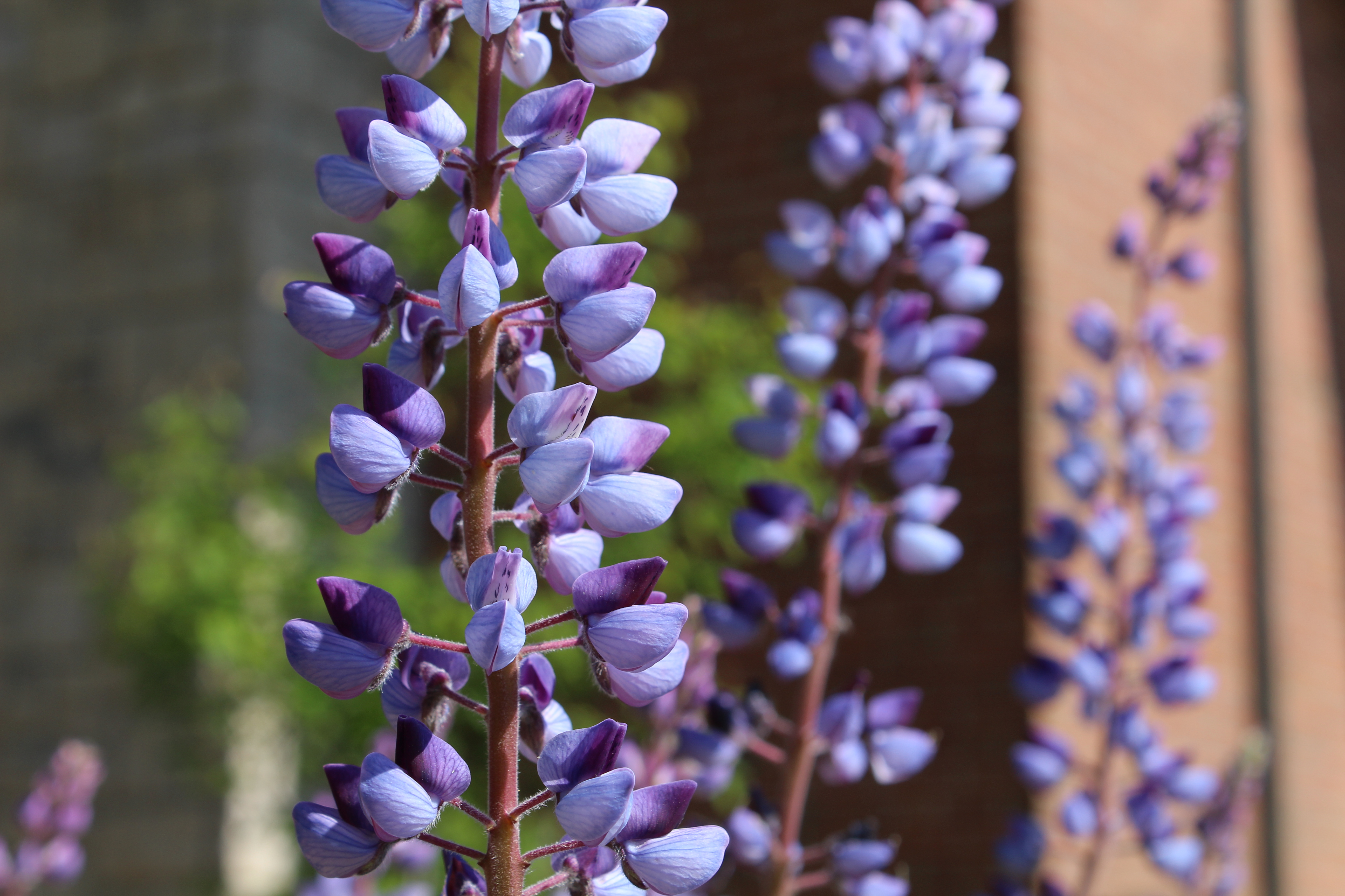 2016-05-23 Lupinemacro.jpg