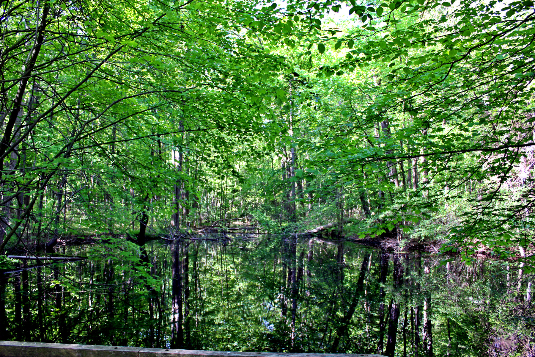 pond_mirrored-stretch-levels-contrast-Issa.jpg