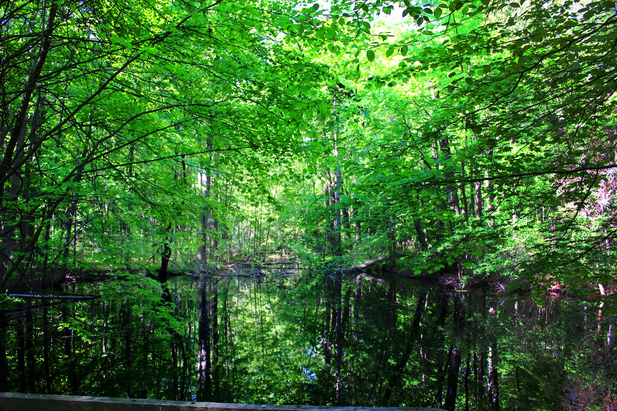 pond_mirrored.jpg