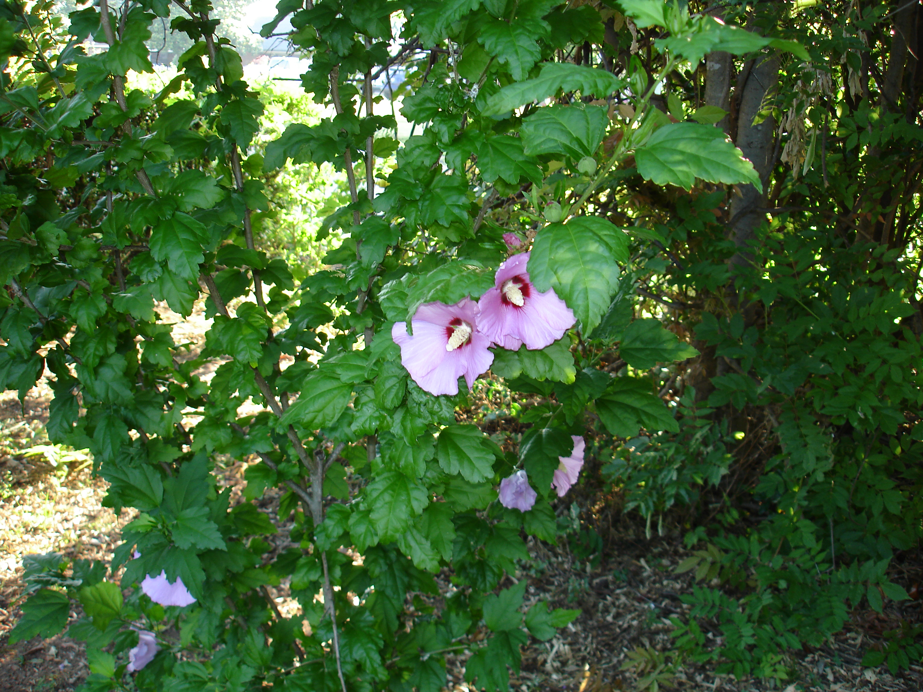 DSC00813.JPG