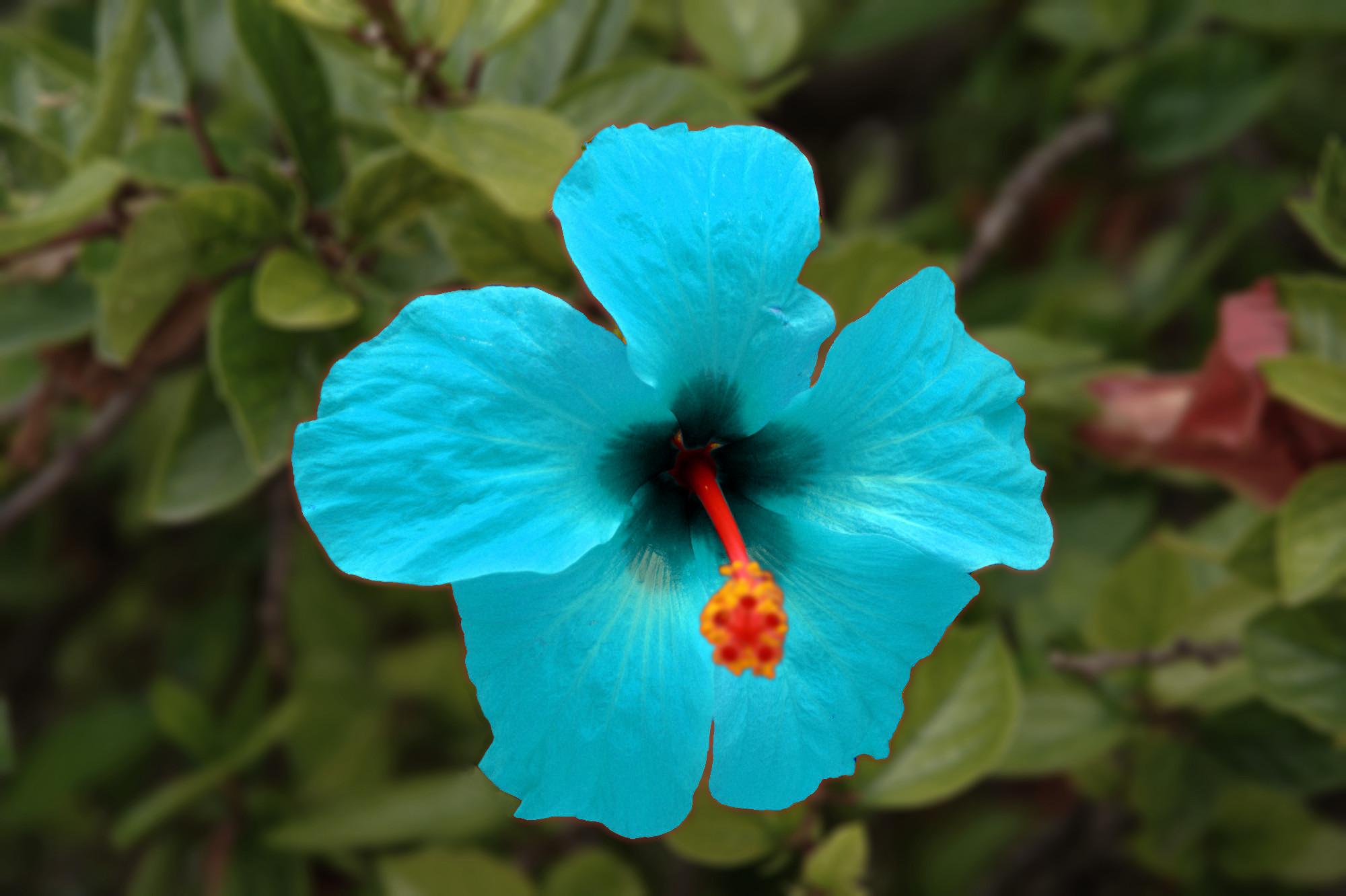 blue_flower.jpg