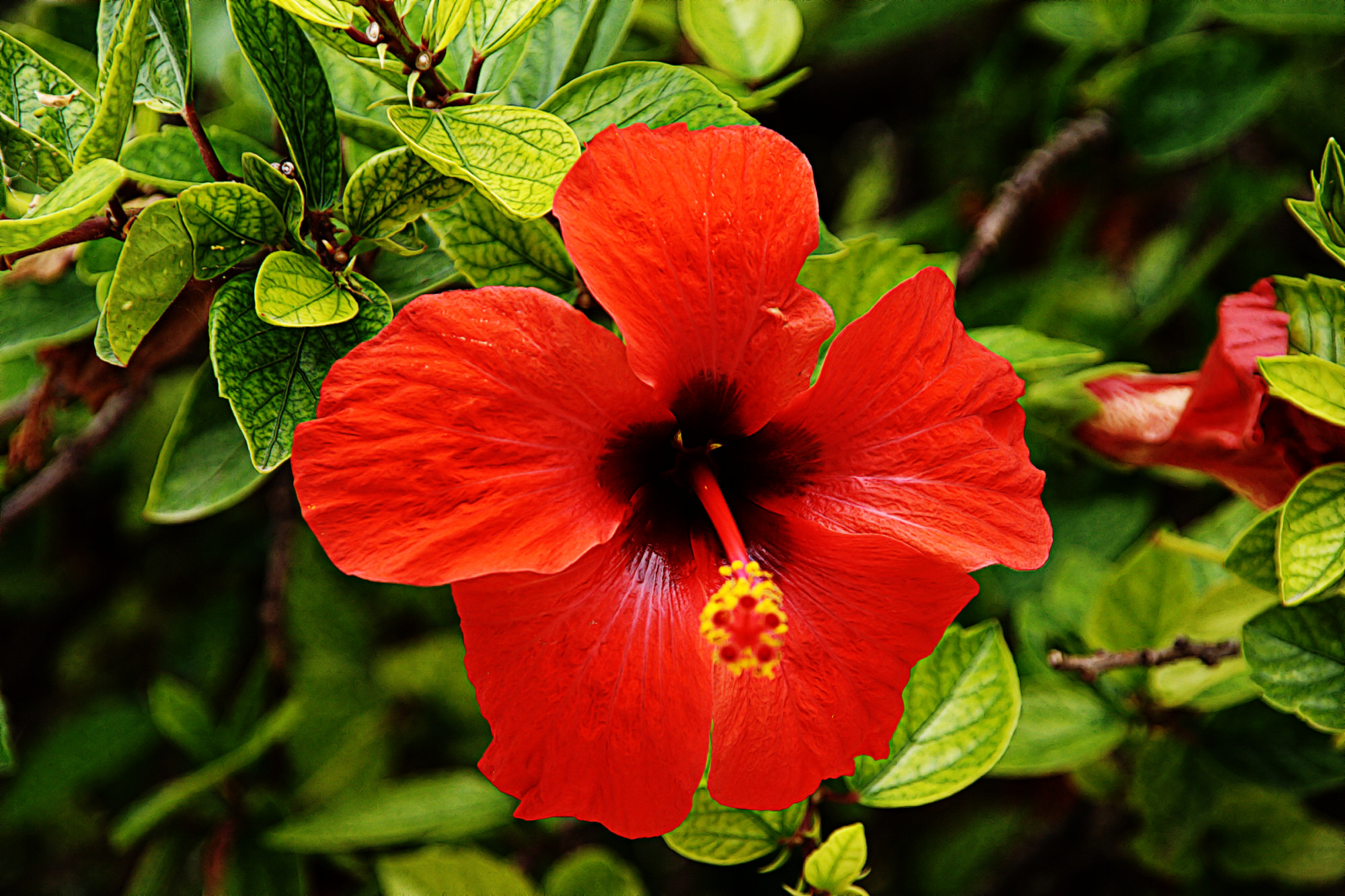 red_flower-graphicBoost-Issa.jpg