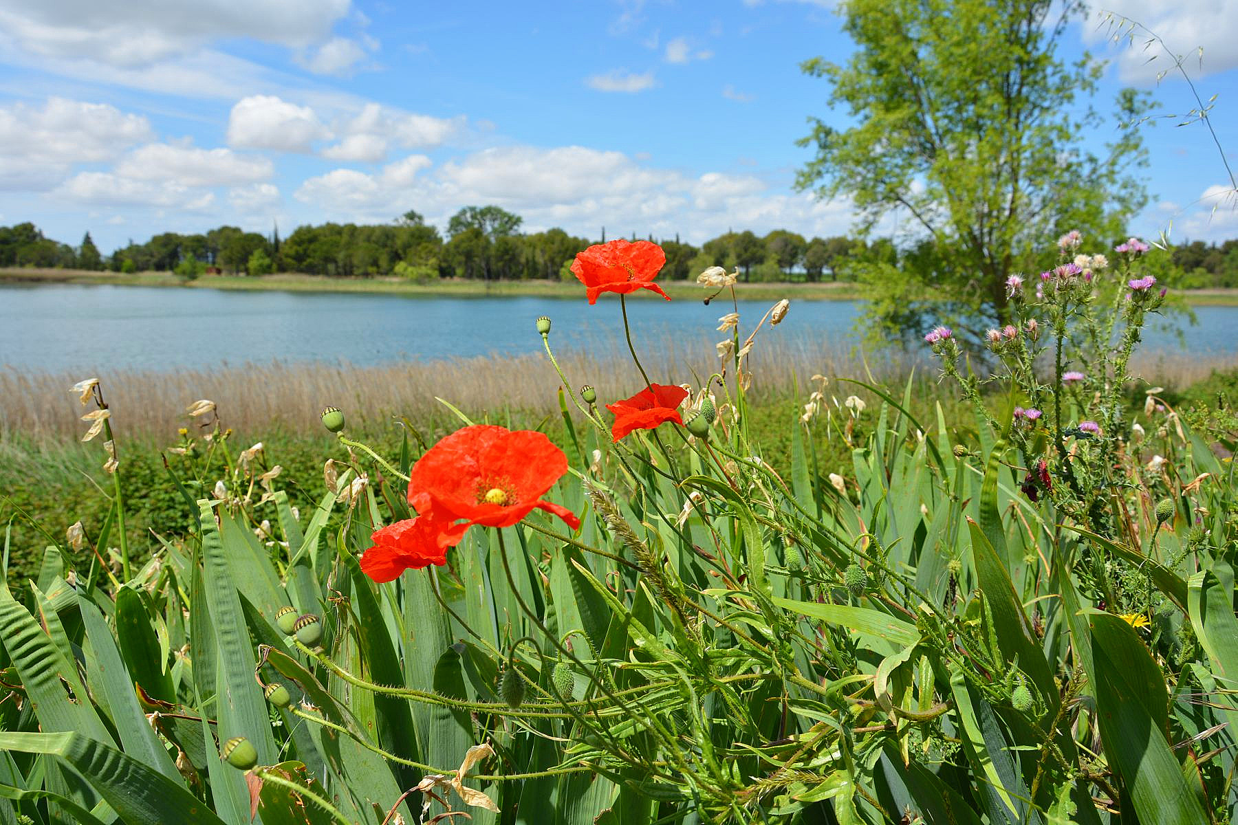 poppy_by_river.jpg
