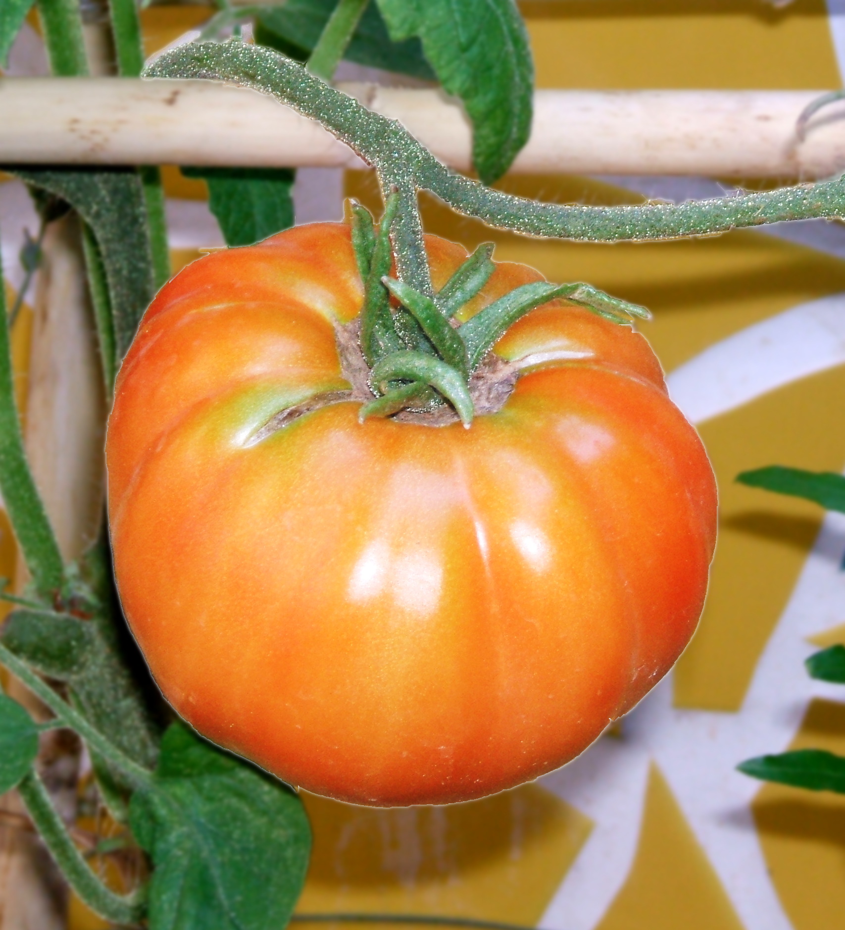 Tomates.jpg