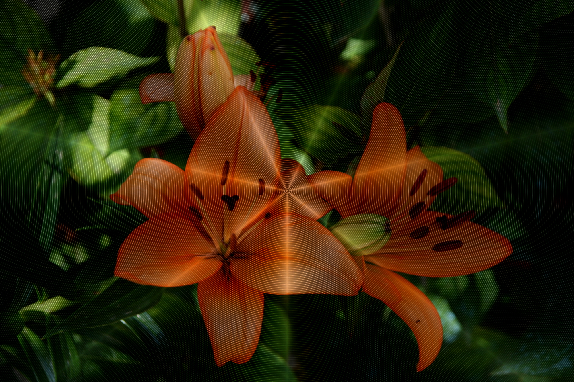 flowers-using-PSfilter-DSB-spiderweb.jpg