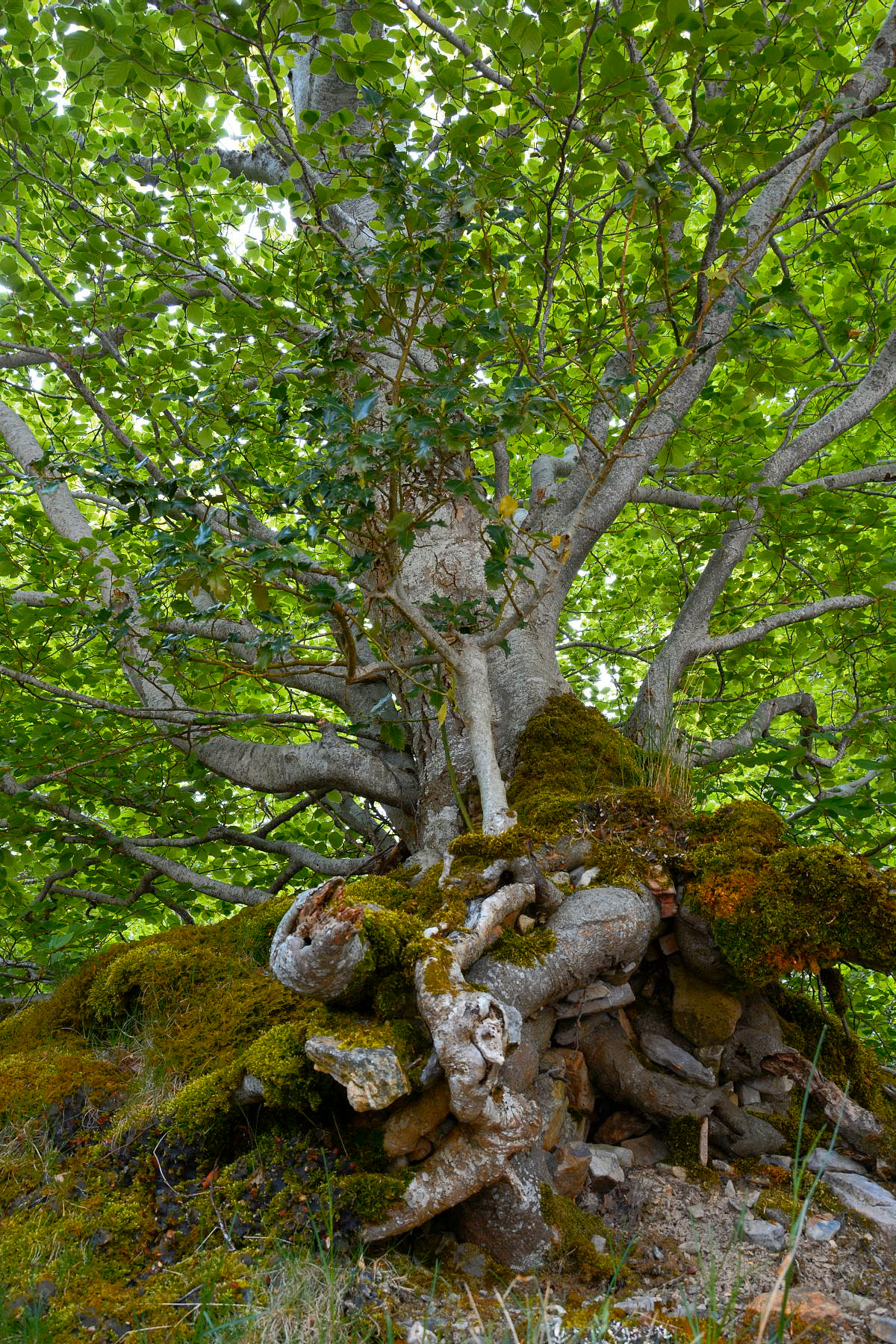 tree2.JPG