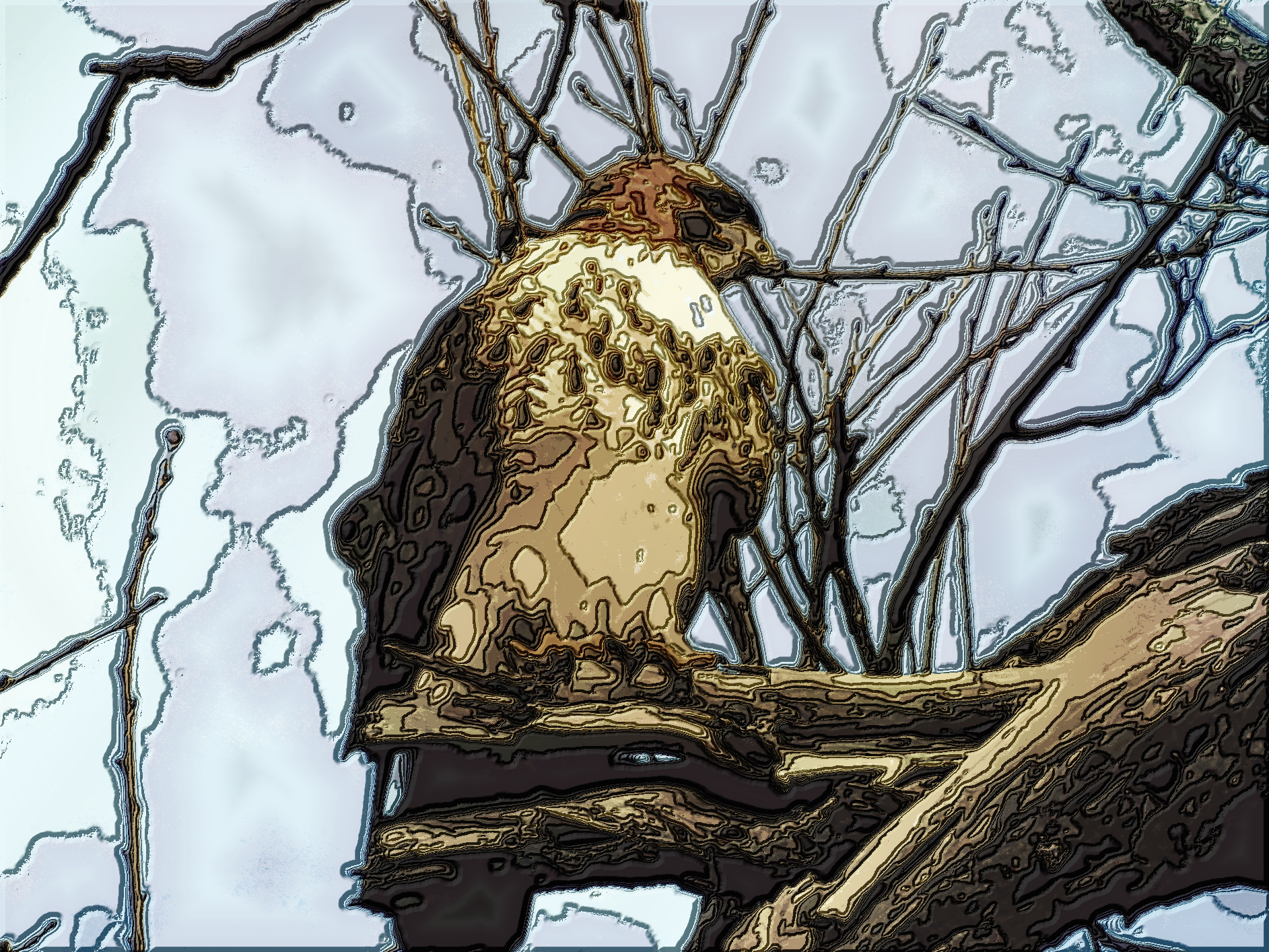 Hawk.png
