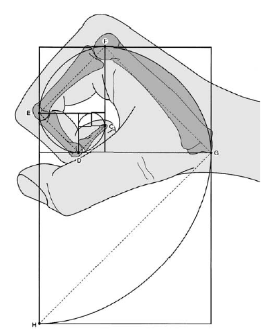 finger-golden-spiral.png