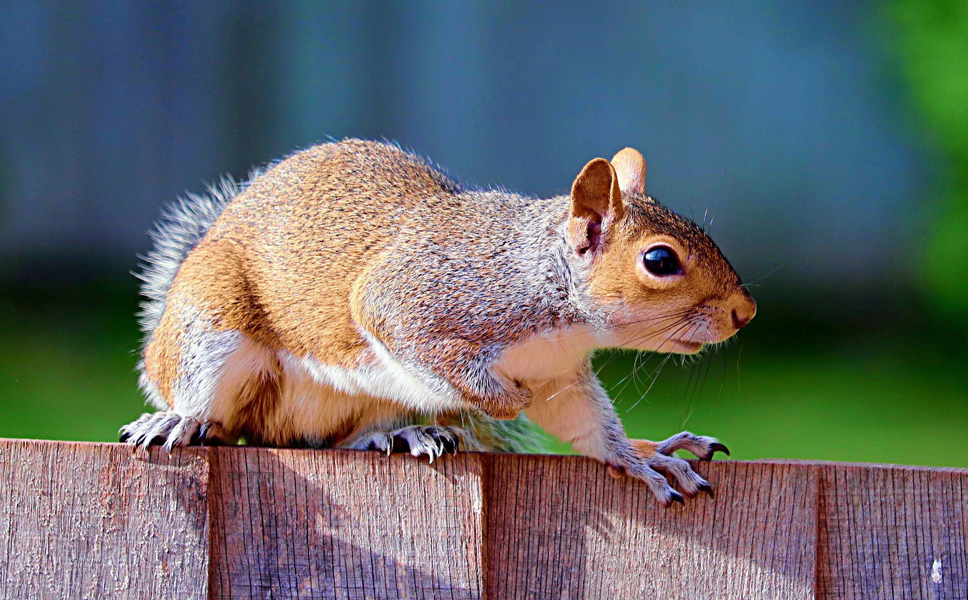 squirrel-My Try-Issa.png