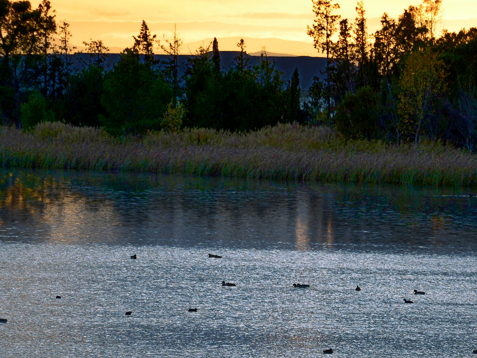 ducks_sunset.JPG